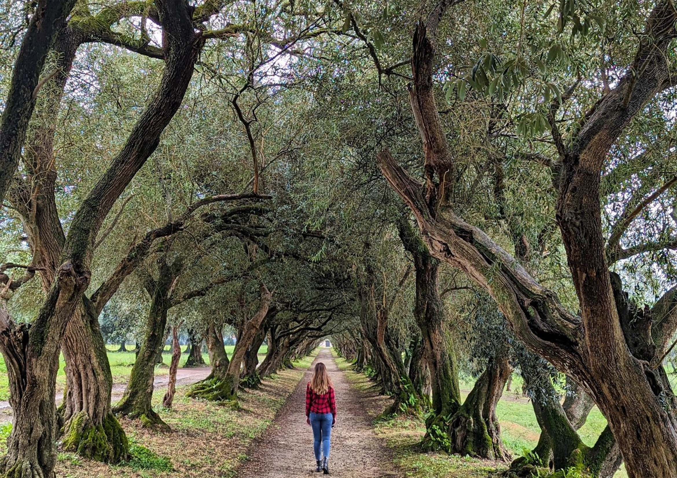 Embracing Nature’s Symphony: A Deep Dive into Pazo de Santa Cruz de Rivadulla’s Enchanting Gardens